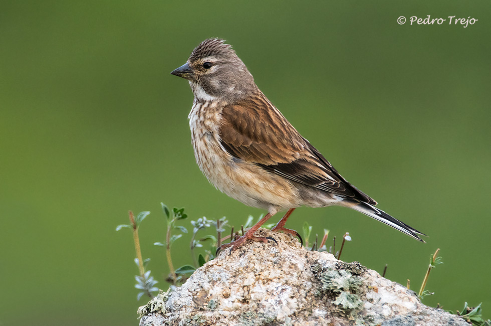 Pardillo común (Carduelis cannabina)